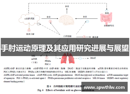 手肘运动原理及其应用研究进展与展望