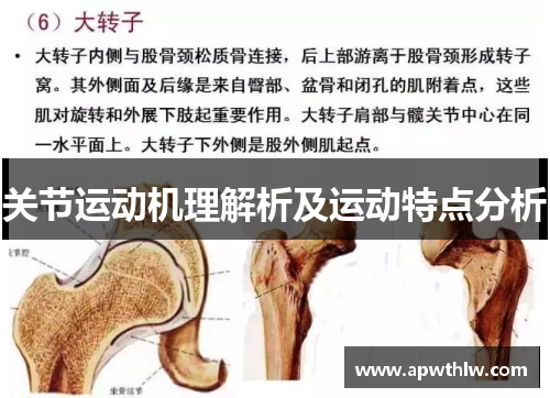 关节运动机理解析及运动特点分析